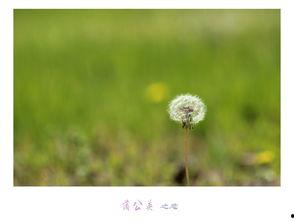 蒲公英之恋在线观看,一场跨越时空的浪漫邂逅