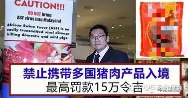 印尼猪瘟最新爆料图片