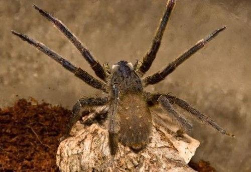 岩浆毒蛛在线观看