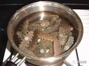 海参厨师爆料视频大全