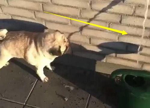 巴哥爆料水管视频大全,揭秘日常生活中的水管奥秘