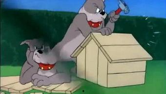 灰小羊视频爆料大全,揭秘娱乐圈幕后真相