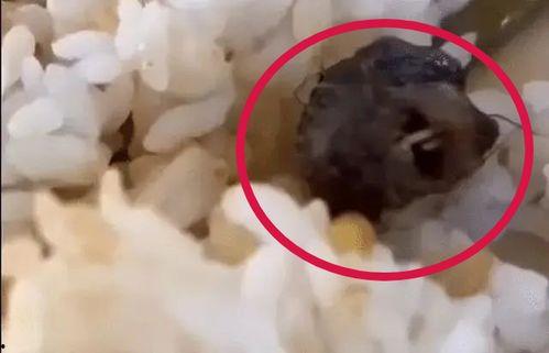 鼠头鸭脖爆料视频,视频揭露惊人真相，食品安全问题再引关注